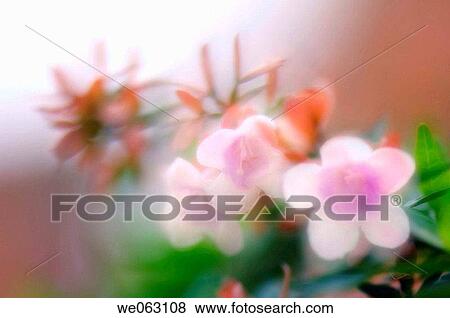 Abelia in Bloom. Abelia x grandiflora. November 2006, Maryland, USA View Large Photo Image Stock Photo - Abelia in Bloom. Abelia x grandiflora. November 2006, Maryland, USA. Fotosearch