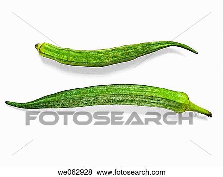 Abelmoschus esculentus. Lady Finger. Pune, Maharashtra, India. View Large Photo Image Stock Photo - Abelmoschus esculentus. Lady Finger. Pune, Maharashtra, India.. Fotosearch