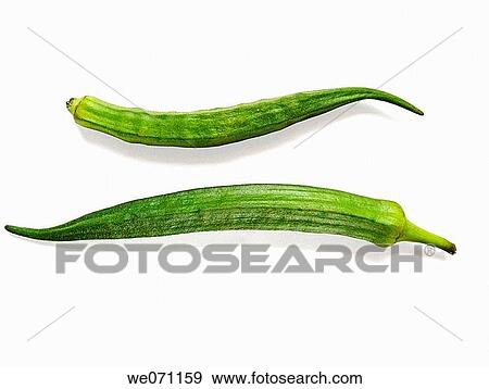Abelmoschus esculentus. Lady Finger. Pune, Maharashtra, India. View Large Photo Image Stock Photo - Abelmoschus esculentus. Lady Finger. Pune, Maharashtra, India.. Fotosearch