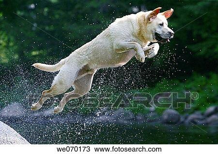 activity, animal, agility, agile, action View Large Photo Image Stock Image - activity, animal, agility, agile, action. Fotosearch