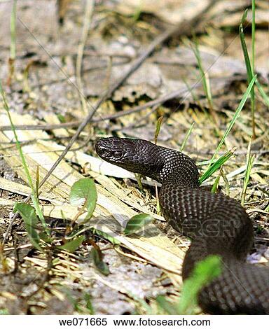 Adder View Large Photo Image Stock Photography - Adder. Fotosearch