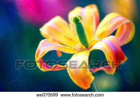 Ageing Tulip. Tulipa hybrid. May 2007. Maryland, USA View Large Photo Image Stock Photo - Ageing Tulip. Tulipa hybrid. May 2007. Maryland, USA. Fotosearch