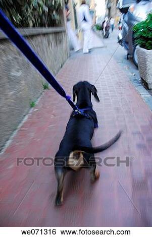 animal, city, blurred motion, back view, activity View Large Photo Image Stock Photograph - animal, city, blurred motion, back view, activity. Fotosearch