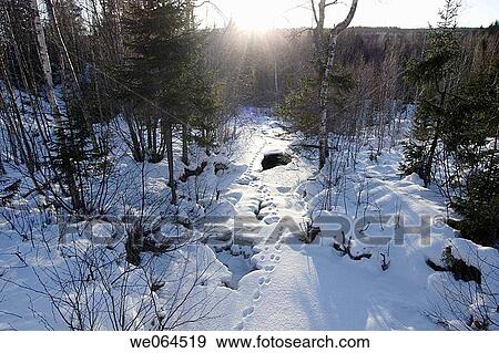 Animal tracks leading into the forest. Ullanger, H÷ga Kusten, coast of Baltic Sea, V? sternorrlands l? n, Sweden, Scandinavia, Europe View Large Photo Image Stock Photo - Animal tracks leading into the forest. Ullanger, H÷ga Kusten, coast of Baltic Sea, V? sternorrlands l? n, Sweden, Scandinavia, Europe. Fotosearch