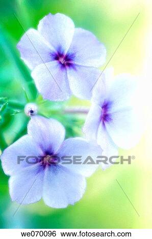 Annual Phlox trio. Phlox drummondii. May 2006, Maryland, USA View Large Photo Image Stock Photograph - Annual Phlox trio. Phlox drummondii. May 2006, Maryland, USA. Fotosearch
