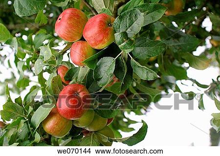 Apples View Large Photo Image Picture - Apples. Fotosearch