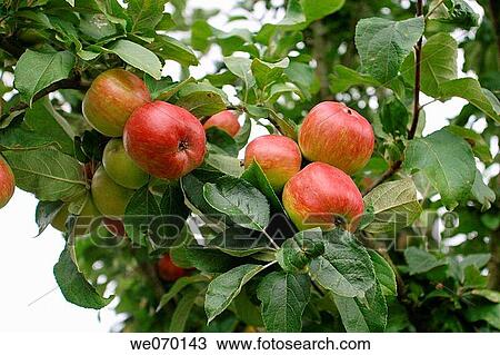 Stock Image - Apples. Fotosearch