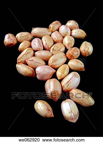 Arachis hypogaea is the scientific name for peanuts. View Large Photo Image Stock Image - Arachis hypogaea is the scientific name for peanuts.. Fotosearch
