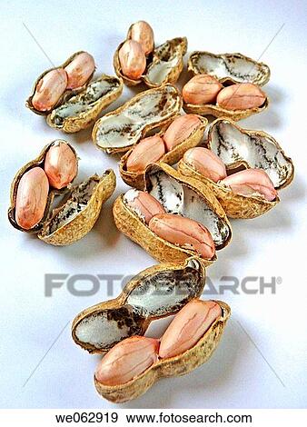 Arachis hypogaea is the scientific name for peanuts. View Large Photo Image Stock Photo - Arachis hypogaea is the scientific name for peanuts.. Fotosearch