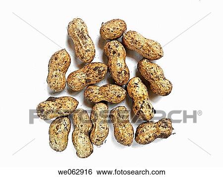 Arachis hypogaea is the scientific name for peanuts. View Large Photo Image Stock Photograph - Arachis hypogaea is the scientific name for peanuts.. Fotosearch