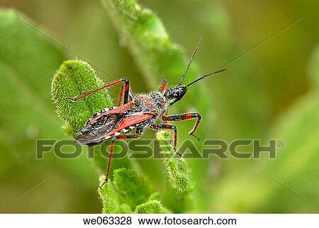 Assassin bug (Rhinocoris cuspidatus). Parc de Collserola, Barcelona, Catalonia, Spain View Large Photo Image Stock Photo - Assassin bug (Rhinocoris cuspidatus). Parc de Collserola, Barcelona, Catalonia, Spain. Fotosearch