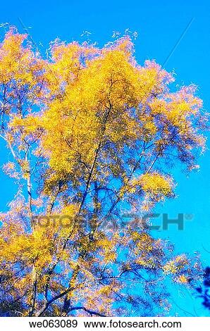 Autumn Colours. November 2006, Maryland, USA View Large Photo Image Stock Photo - Autumn Colours. November 2006, Maryland, USA. Fotosearch