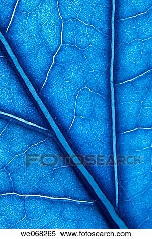 background, blue, blue-toned, botany, Close-up View Large Photo Image Stock Photography - background, blue, blue-toned, botany, Close-up. Fotosearch