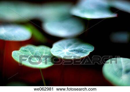 background, botany, Close-up, concept, delicate View Large Photo Image Stock Image - background, botany, Close-up, concept, delicate. Fotosearch