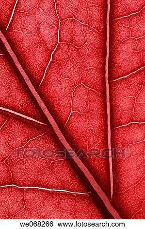 background, botany, Close-up, concept, detail View Large Photo Image Stock Photograph - background, botany, Close-up, concept, detail. Fotosearch