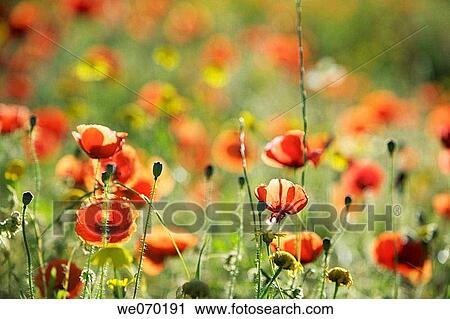 background, botany, country, day, detail View Large Photo Image Stock Image - background, botany, country, day, detail. Fotosearch