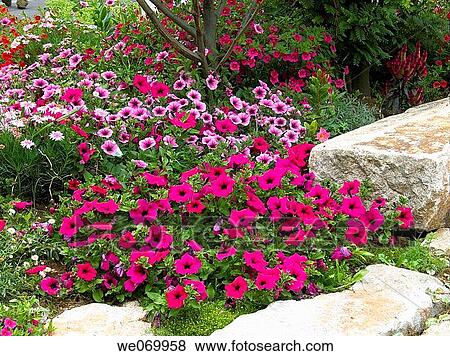 background, botany, day, detail, flower View Large Photo Image Stock Photo - background, botany, day, detail, flower. Fotosearch