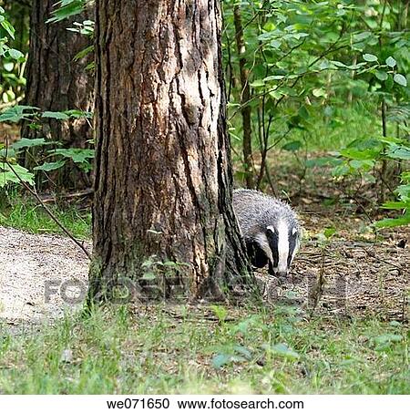 Badger ( Meles meles ). Russia, Voronezh preserve View Large Photo Image Stock Image - Badger ( Meles meles ). Russia, Voronezh preserve. Fotosearch