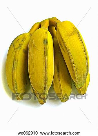 Stock Image - Bananas. Musa X paradisiaca L. Family: Musaceae. Pune, Maharashtra, India.. Fotosearch
