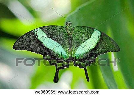 Banded peacock swallowtail butterfly native to Malaysia. View Large Photo Image Stock Photography - Banded peacock swallowtail butterfly native to Malaysia.. Fotosearch