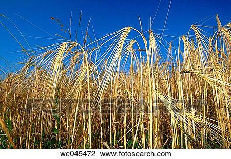 Barley. Bavaria, Germany View Large Photo Image Stock Image - Barley. Bavaria, Germany. Fotosearch