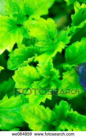 Basil Herb. Ocimum basilicum. June 2006, Maryland, USA View Large Photo Image Stock Photo - Basil Herb. Ocimum basilicum. June 2006, Maryland, USA. Fotosearch