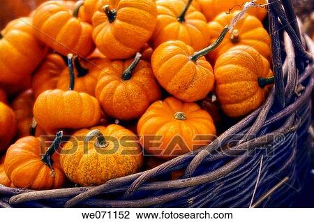 Basket with Pumpkins. Cucurbita pepo. September 2005, Maryland, USA View Large Photo Image Stock Image - Basket with Pumpkins. Cucurbita pepo. September 2005, Maryland, USA. Fotosearch
