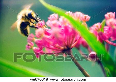 Bee on a Milkweed Plant. Asclepias tuberosa. July 2006, Maryland, USA View Large Photo Image Stock Photo - Bee on a Milkweed Plant. Asclepias tuberosa. July 2006, Maryland, USA. Fotosearch