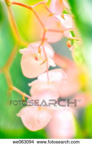 Begonia Blossom. Begonia corallina. November 2006, Maryland, USA View Large Photo Image Picture - Begonia Blossom. Begonia corallina. November 2006, Maryland, USA. Fotosearch