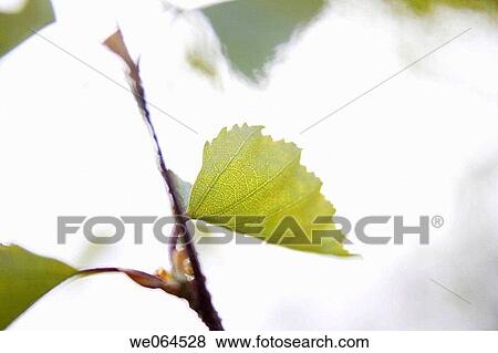 Birch-leaves (Betula sp. ). H÷ga Kusten, coast of Baltic Sea, V? sternorrlands l? n, Sweden, Scandinavia, Europe View Large Photo Image Stock Photo - Birch-leaves (Betula sp. ). H÷ga Kusten, coast of Baltic Sea, V? sternorrlands l? n, Sweden, Scandinavia, Europe. Fotosearch
