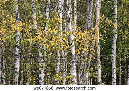 Birches turning to autumn coulours, Norastr÷m, V? sternorrlands l? n, Sweden, Scandinavia, Europe View Large Photo Image Stock Photo - Birches turning to autumn coulours, Norastr÷m, V? sternorrlands l? n, Sweden, Scandinavia, Europe. Fotosearch