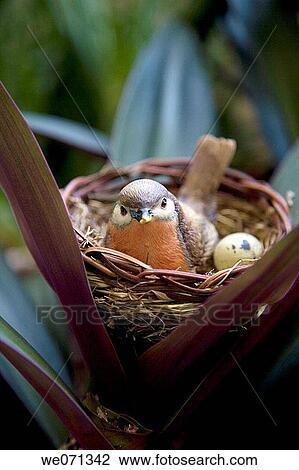 Stock Image - Bird in nest. Fotosearch