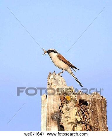Bird on the stump over blue sky background View Large Photo Image Stock Photo - Bird on the stump over blue sky background. Fotosearch