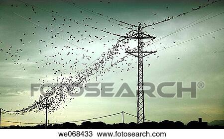 Birds on pylons. Cambrils, Tarragona province, Catalonia, Spain View Large Photo Image Stock Image - Birds on pylons. Cambrils, Tarragona province, Catalonia, Spain. Fotosearch
