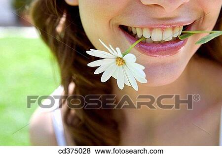 Stock Photo - bite, biting, chrysanthemum, Close-up. Fotosearch