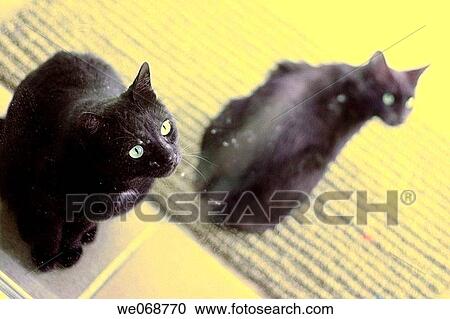 Black cat, contemporary, cat, Black cats, animal View Large Photo Image Stock Image - Black cat, contemporary, cat, Black cats, animal. Fotosearch