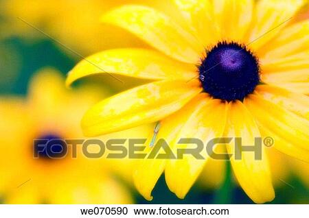 Black Eyed Susan Daisies. Rudbeckia hirta. July 2006. Maryland, USA View Large Photo Image Stock Image - Black Eyed Susan Daisies. Rudbeckia hirta. July 2006. Maryland, USA. Fotosearch