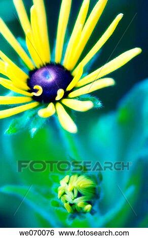 Black Eyed Susan Daisy Flowers. Rudbeckia hirta. July 2006, Maryland, USA View Large Photo Image Stock Photograph - Black Eyed Susan Daisy Flowers. Rudbeckia hirta. July 2006, Maryland, USA. Fotosearch