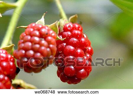 Blackberries (Rubus fruticosus). Ille-sur-T? t, Languedoc-Roussillon, Pyrenees Orientales, France View Large Photo Image Stock Photo - Blackberries (Rubus fruticosus). Ille-sur-T? t, Languedoc-Roussillon, Pyrenees Orientales, France. Fotosearch