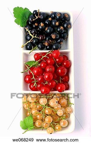 Blackcurrants (Ribes nigrum), redcurrants (Ribes rubrum) and Whitecurrant (Ribes vulgare) View Large Photo Image Stock Photo - Blackcurrants (Ribes nigrum), redcurrants (Ribes rubrum) and Whitecurrant (Ribes vulgare). Fotosearch