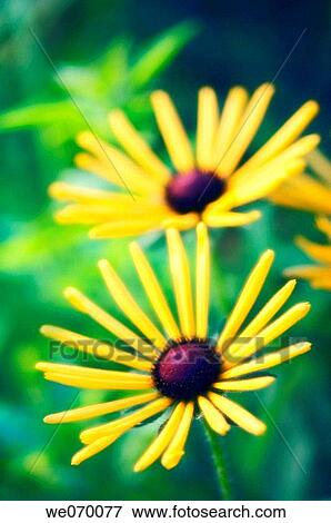 Blackeyed Susan Flowers. Rudbeckia hirta. July 2006, Maryland, USA View Large Photo Image Stock Photo - Blackeyed Susan Flowers. Rudbeckia hirta. July 2006, Maryland, USA. Fotosearch