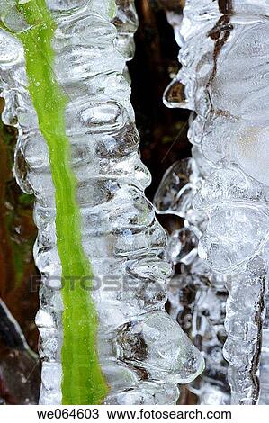 Stock Image - Blade of grass in an icicle. M÷lltal, Hohe Tauern Region, Alps, K? rnten/Carinthia, Austria, Europe. Fotosearch