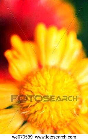 Blanket Flower Close-up. Gaillardia pulchella. July 2006. Maryland, USA View Large Photo Image Stock Photo - Blanket Flower Close-up. Gaillardia pulchella. July 2006. Maryland, USA. Fotosearch