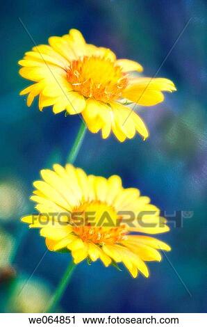 Blanket Flower. Gaillardia pulchella. July 2006, Maryland, USA View Large Photo Image Stock Image - Blanket Flower. Gaillardia pulchella. July 2006, Maryland, USA. Fotosearch