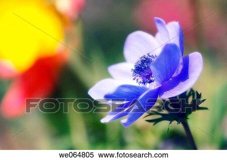 Blue Anemone poppy. Anemone coronaria. March 2006, Maryland, USA View Large Photo Image Stock Photography - Blue Anemone poppy. Anemone coronaria. March 2006, Maryland, USA. Fotosearch