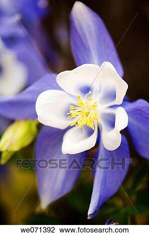Stock Image - Blue Columbine. Aquilegia formosa. May 2007, Maryland, USA. Fotosearch