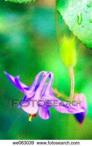 Blue Columbine. Aquilegia formosa. May 2006, Maryland, USA View Large Photo Image Stock Photo - Blue Columbine. Aquilegia formosa. May 2006, Maryland, USA. Fotosearch