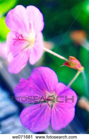 Blue Geranium. Geranium x magnificum. June 2006, Maryland, USA View Large Photo Image Stock Image - Blue Geranium. Geranium x magnificum. June 2006, Maryland, USA. Fotosearch