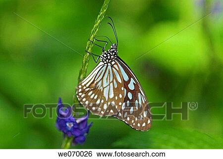 Blue Glassy Tiger (Ideopsis vulgaris macrina) View Large Photo Image Stock Photograph - Blue Glassy Tiger (Ideopsis vulgaris macrina). Fotosearch