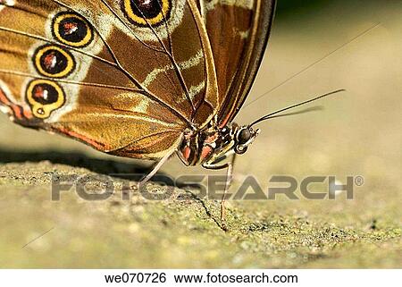 Blue morpho butterfly, close up View Large Photo Image Stock Photograph - Blue morpho butterfly, close up. Fotosearch